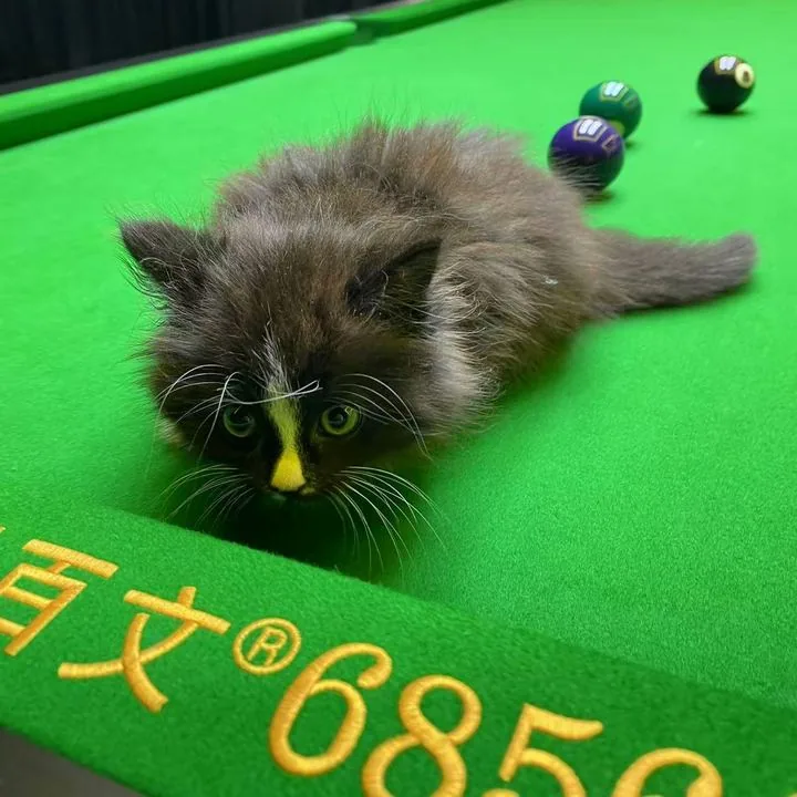 A cat stretched out on the baize at Yao 8 Pool Club, Mt Eden