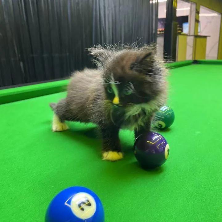 A resident kitten mid-frame at Yao 8 Pool Club, Mt Eden