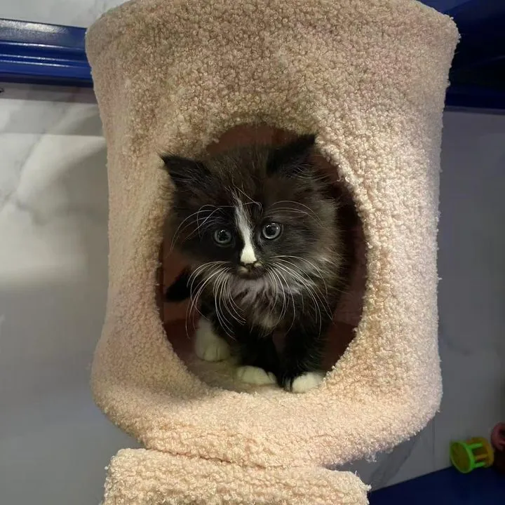 One of the Yao 8 Pool Club cats in the cat tower, Mt Eden