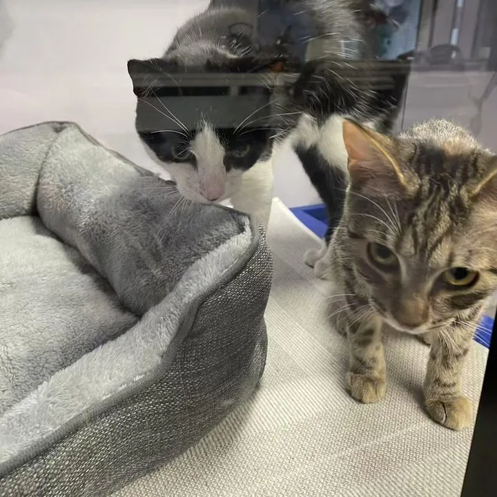 Two of the cats of Yao 8 Pool Club, Mt Eden